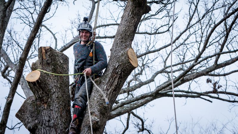 Arborist Pruning detail