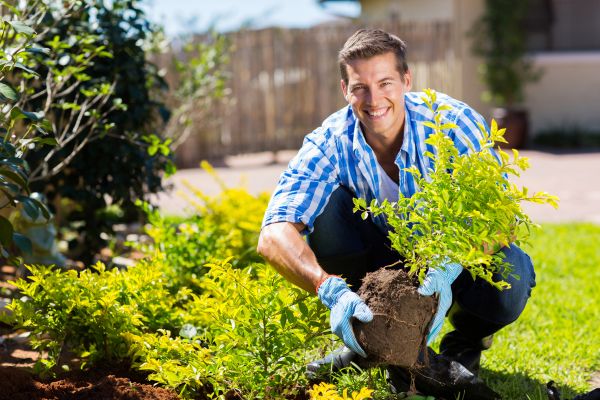Bush Planting Service in Johnstown