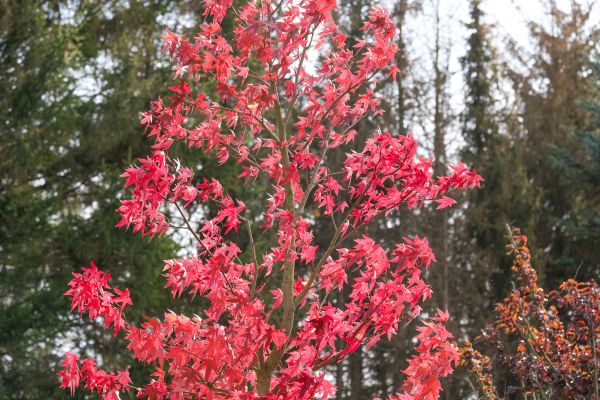 Japanese Maple Planting in Johnstown