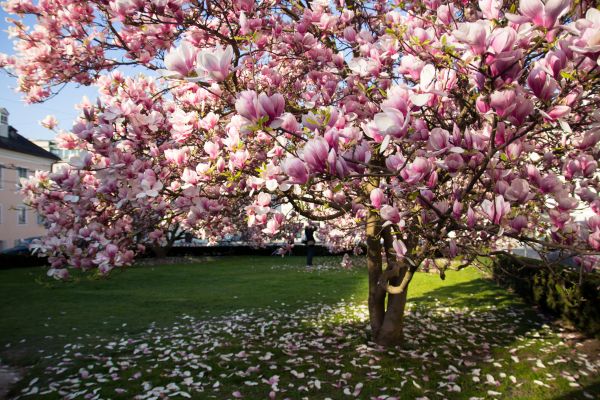 Magnolia Tree Planting in Johnstown