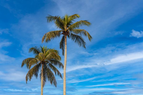 Palm Tree Planting in Johnstown