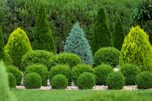 Shrub Replacement in Johnstown
