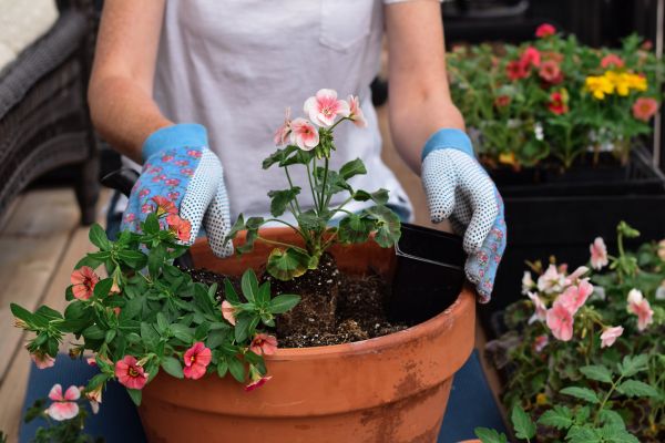 Plant Care Service in Johnstown