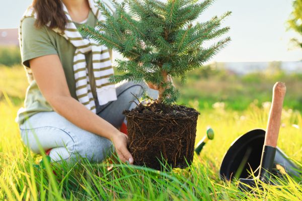 Spruce Tree Planting in Johnstown