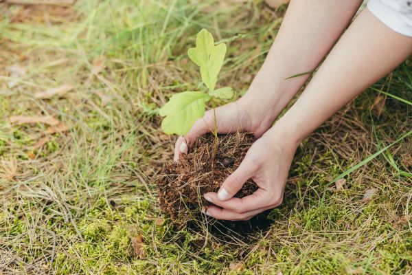 Oak Tree Planting in Johnstown