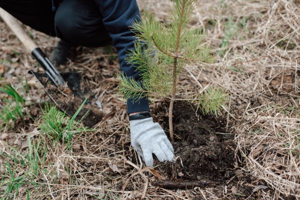 Pine Tree Planting in Johnstown