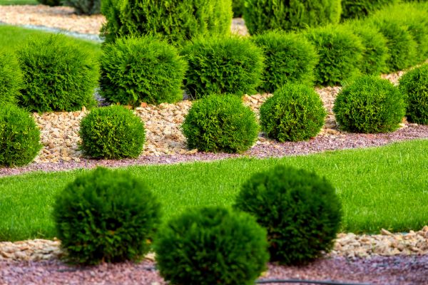 Bush Replacement in Johnstown