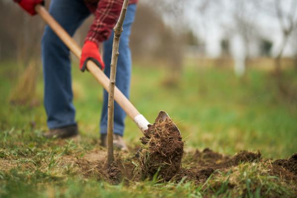 Trees Planting in Johnstown