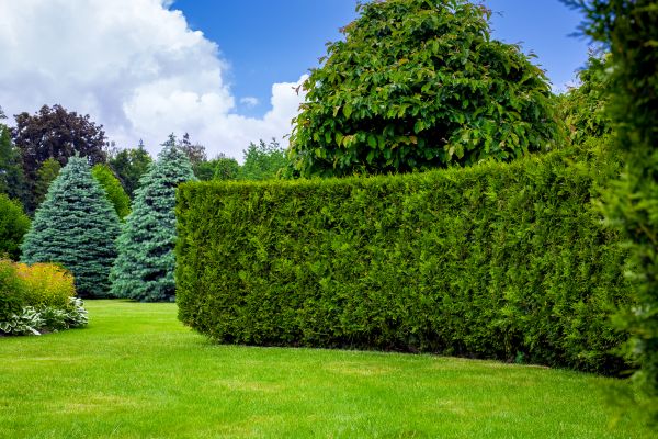 Hedge Landscaping in Johnstown