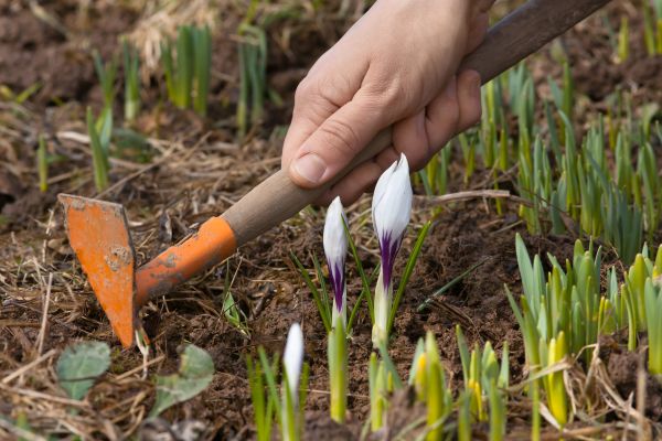 Flower Garden Weeding in Johnstown