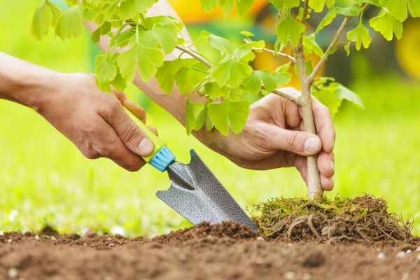 Fruit Tree Planting in Johnstown