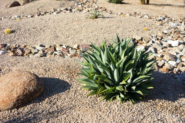 Xeriscaping Service in Johnstown