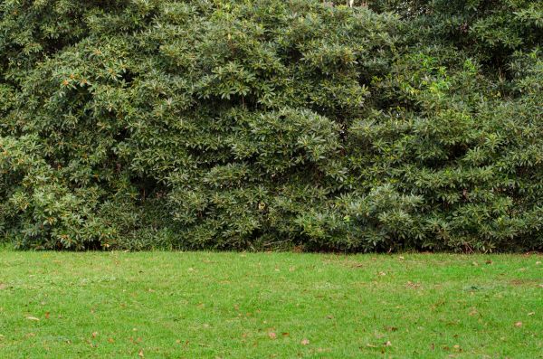Privacy Hedge Planting in Johnstown