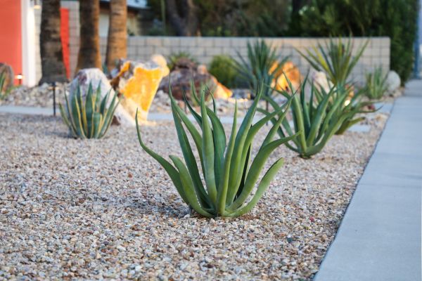 Drought Resistant Landscaping in Johnstown