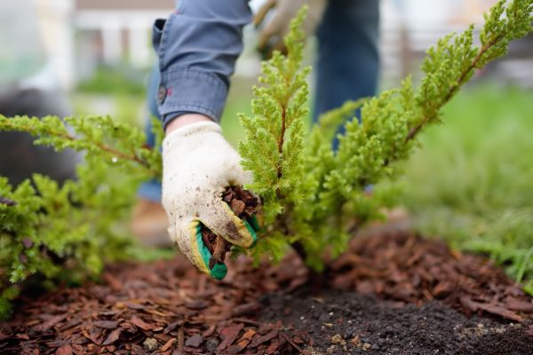 Church Mulching in Johnstown