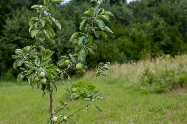 Apple Tree Planting in Johnstown